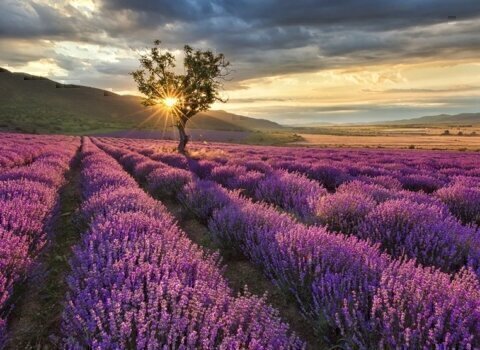 Sitio para la tienda de cosmética «Gornaya Lavanda»