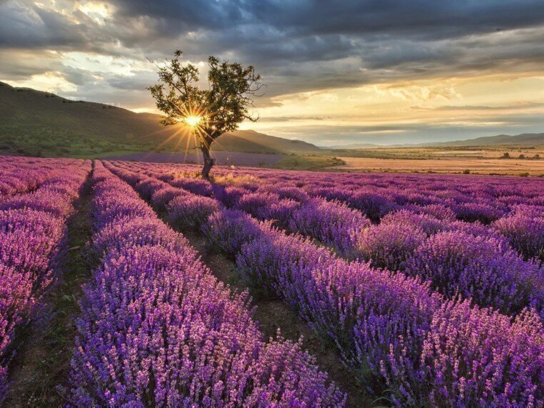 Sitio para la tienda de cosmética «Gornaya Lavanda»